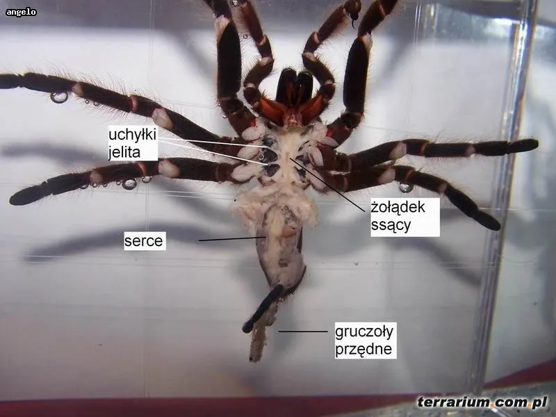 18730 male tarantula abdomen overview
