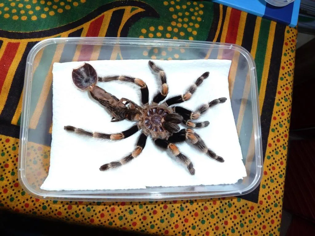 18730 male tarantula female comparison