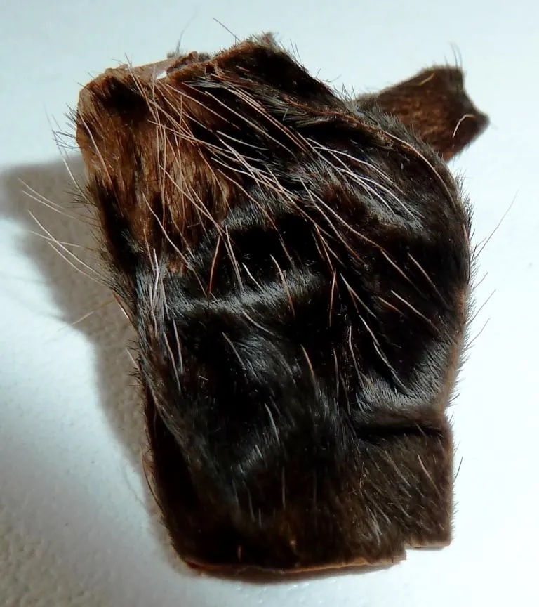 18730 male tarantula pedipalps