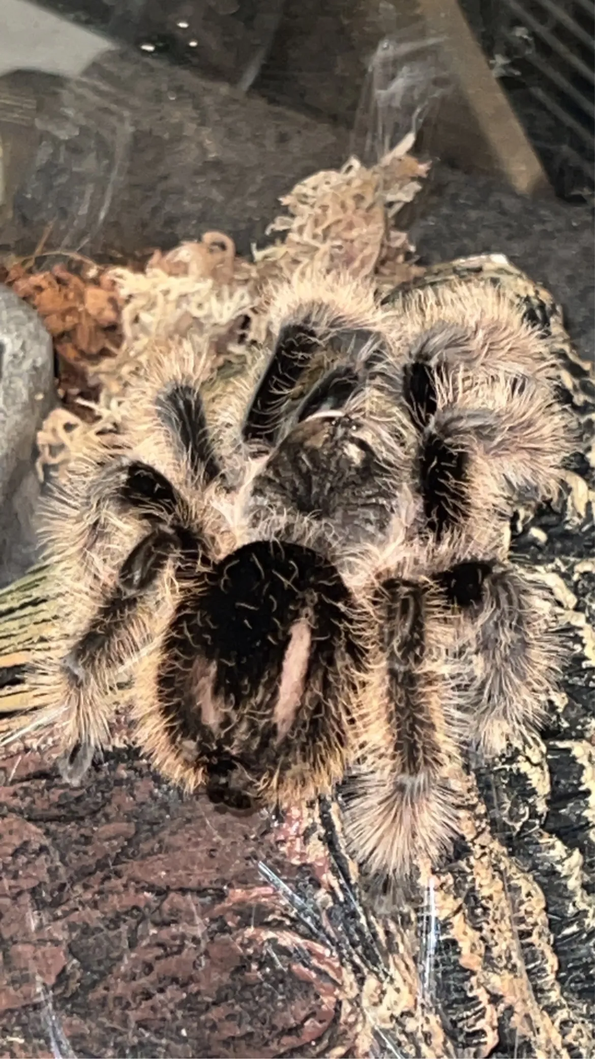 18730 spermathecae sperm webs