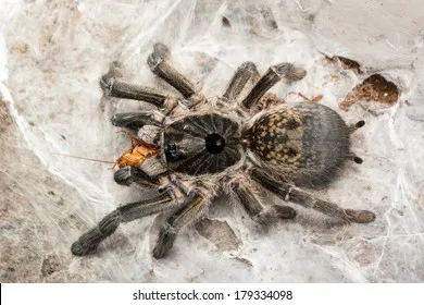 18730 tarantula abdominal coloration