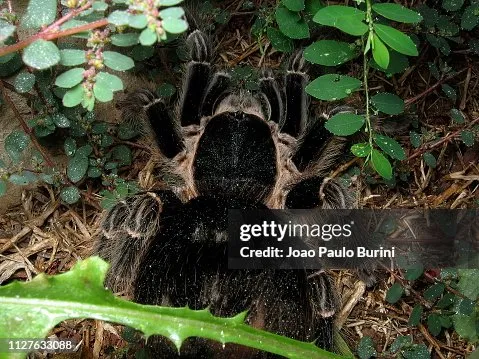 18730 tarantula epigastric furrow