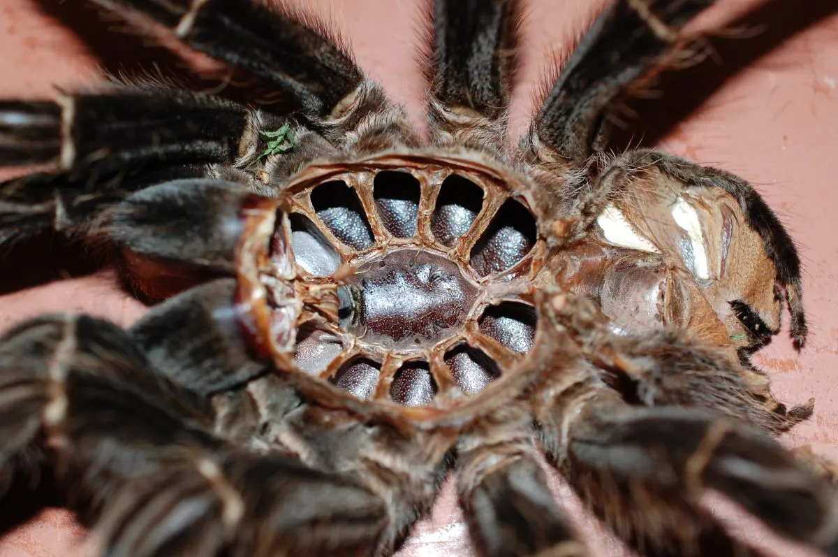 /img/18730-tarantula-mating-behavior.webp