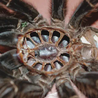 /img/18730-tarantula-mating-behavior.webp