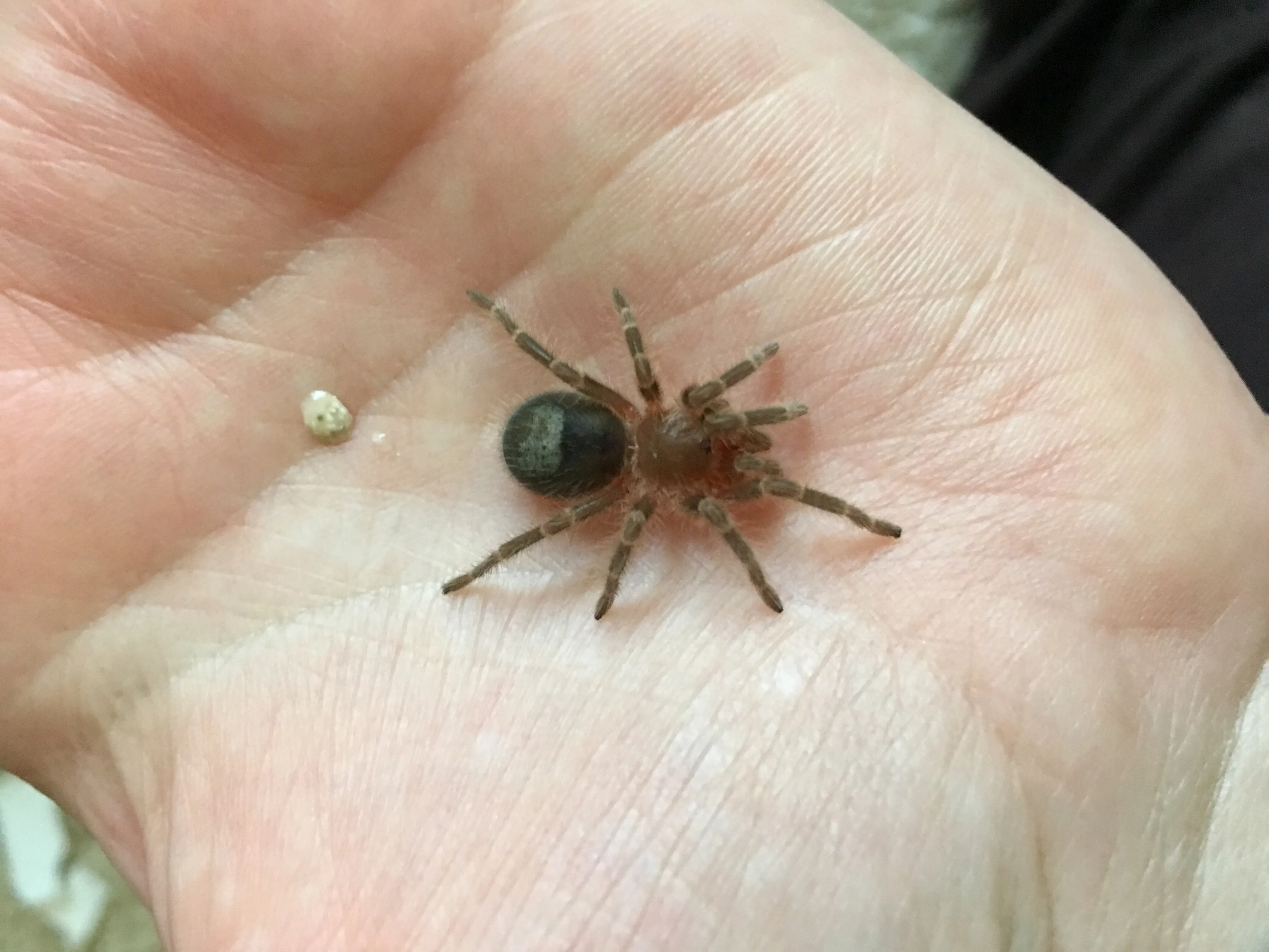 18733 healthy tarantula