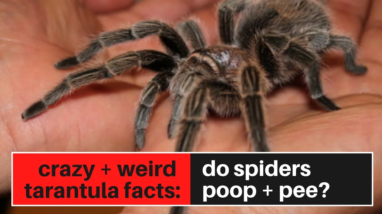 18733 tarantula poop water