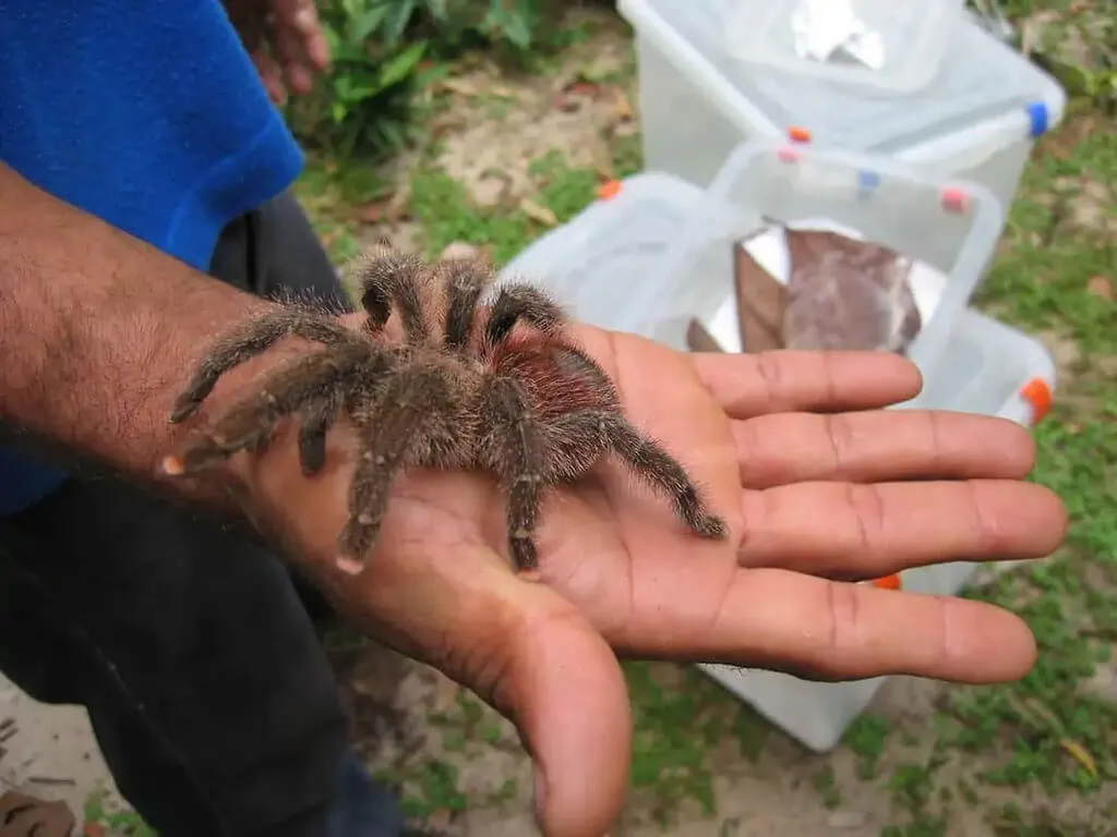 18736 pink toe tarantula adult