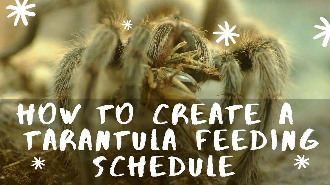 18736 pink toe tarantula feeding