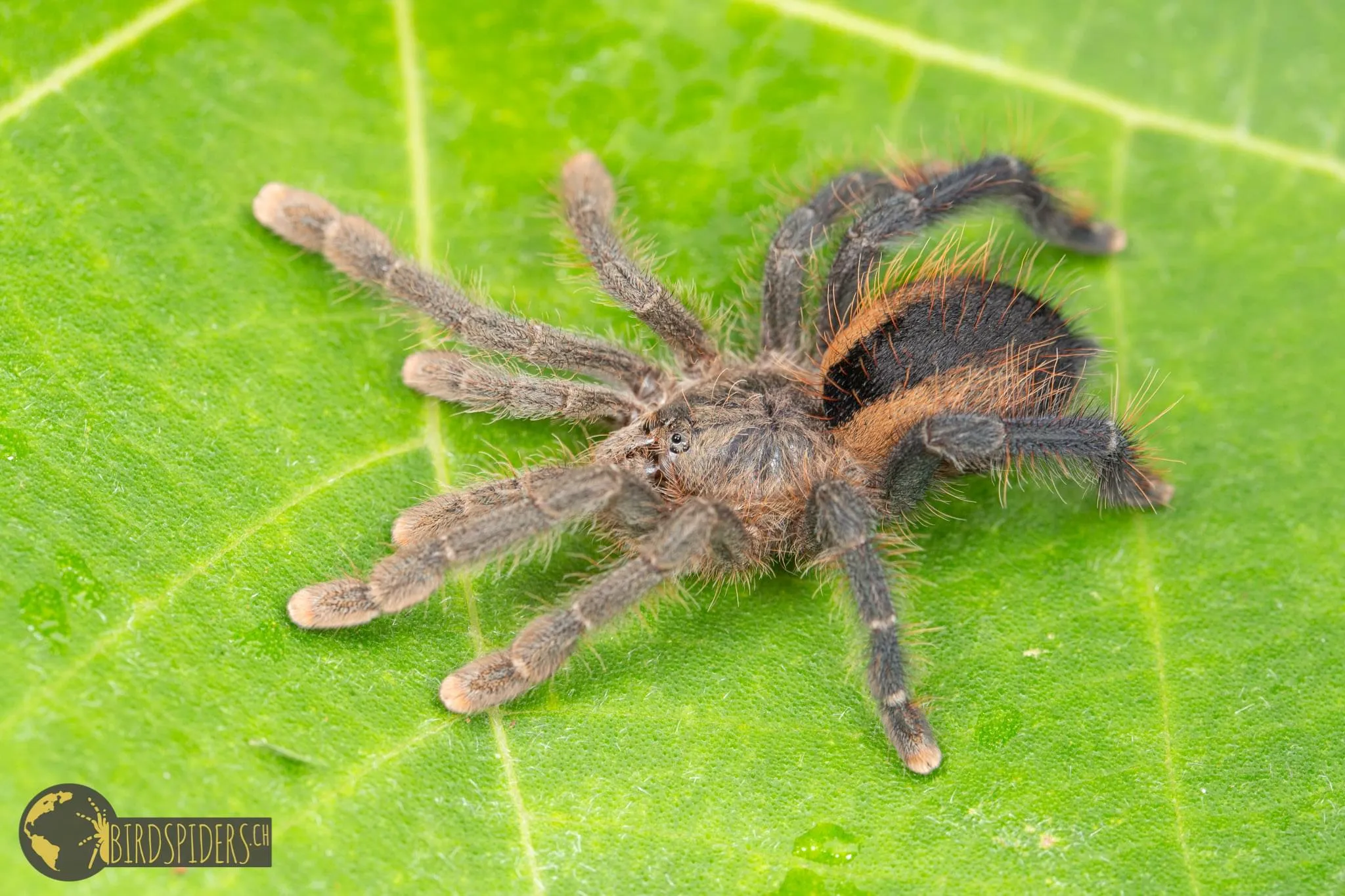 18736 pink toe tarantula spiderling