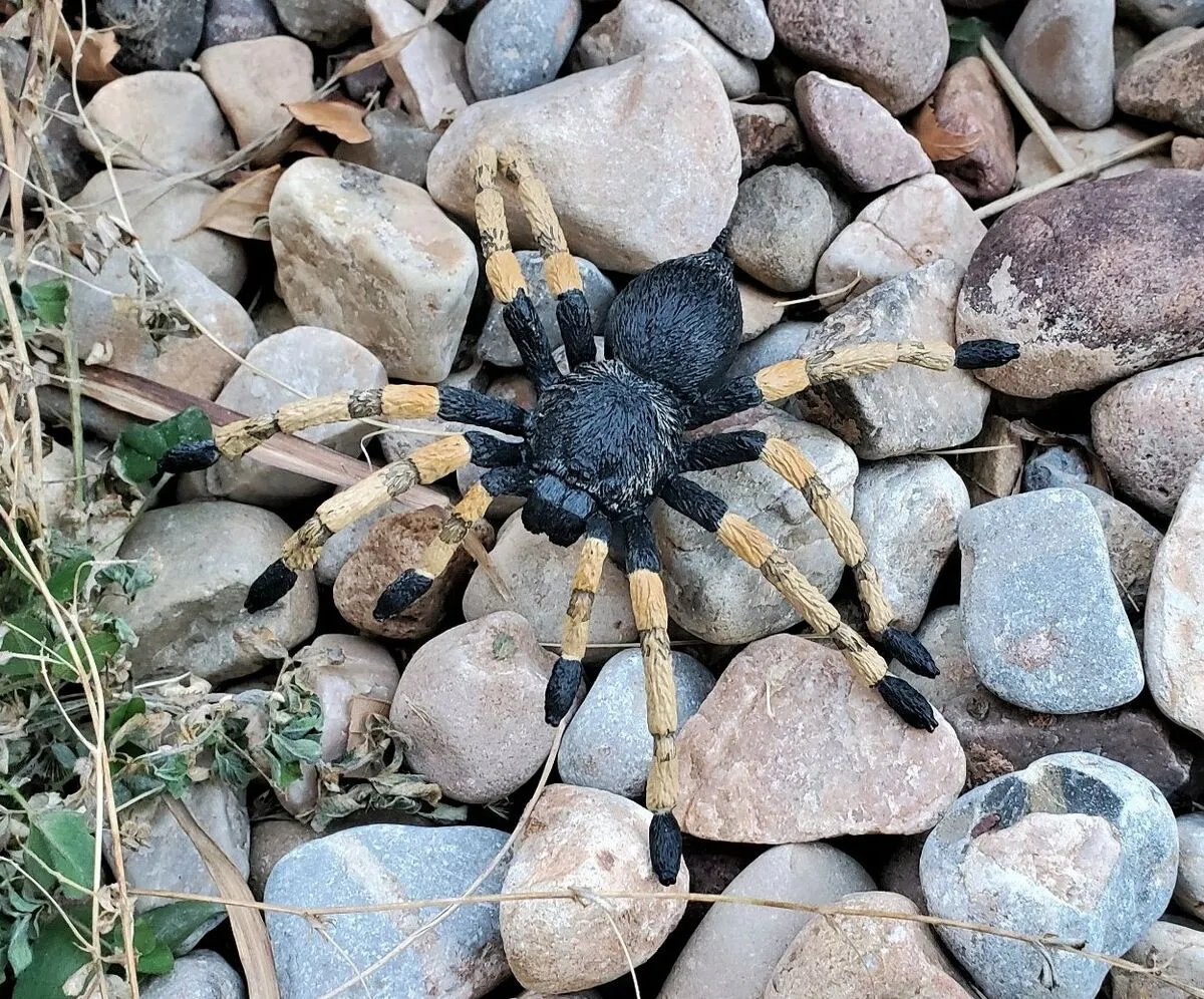 18739 redknee tarantula care