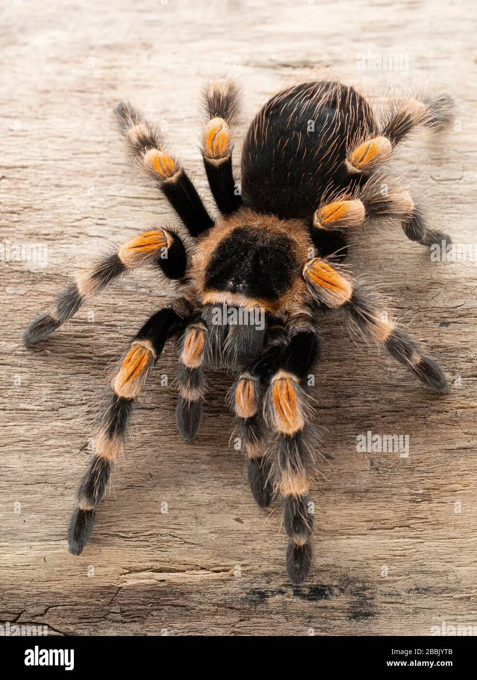 /img/18739-redknee-tarantula-health.webp