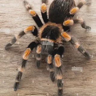 /img/18739-redknee-tarantula-health.webp