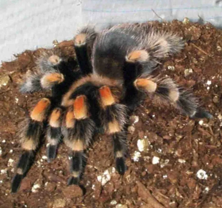 18739 redknee tarantula scientific name