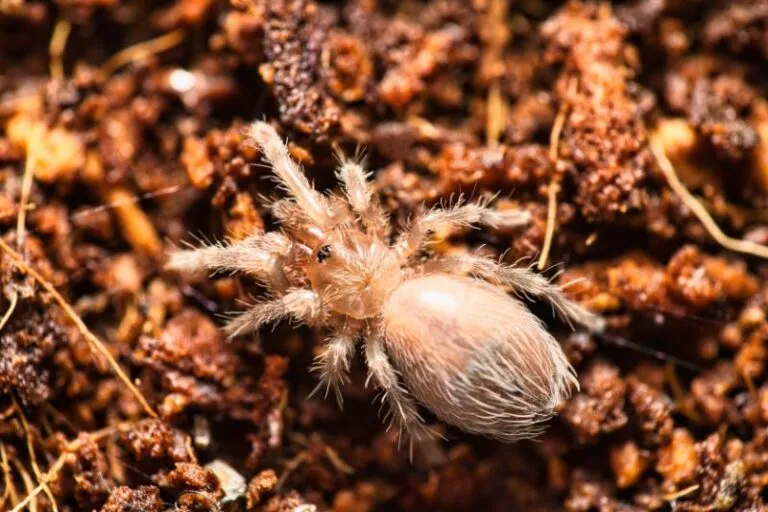 18739 redknee tarantula taxonomy