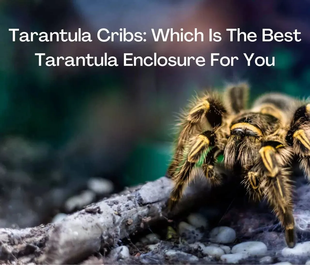 /img/18741-tarantula-enclosure-beginner.webp