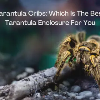 /img/18741-tarantula-enclosure-beginner.webp