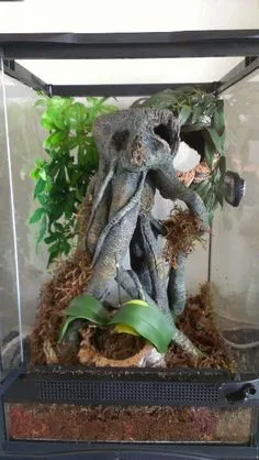 18741 tarantula enclosure types