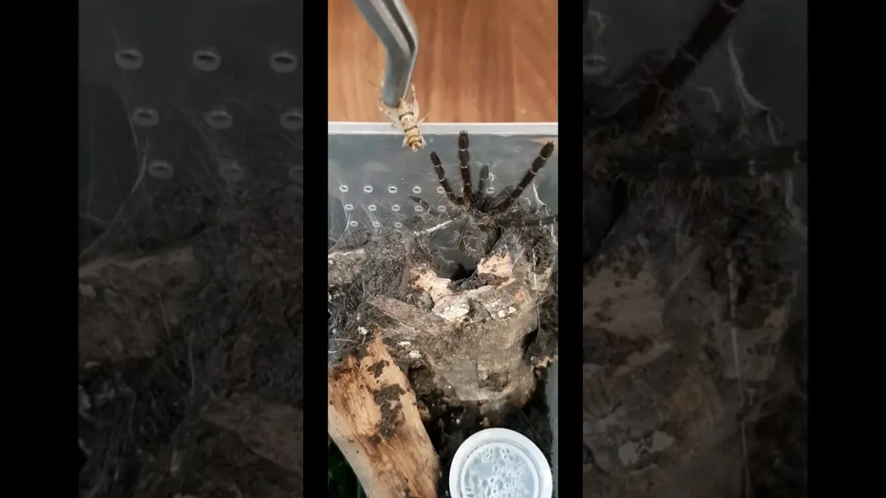18743 tarantula sling feeding