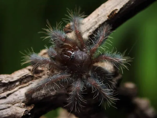 18743 tarantula sling habitat