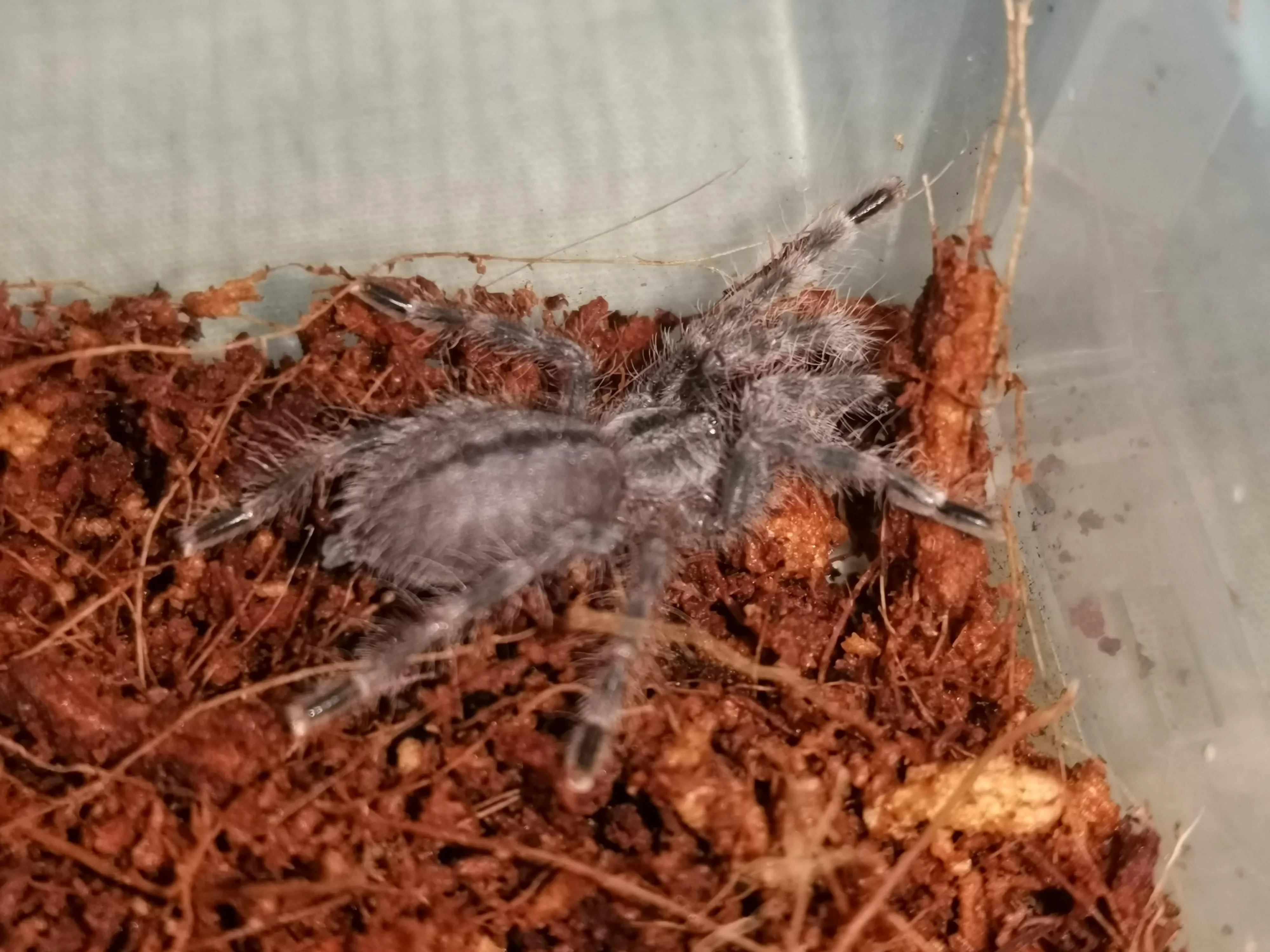 18743 tarantula sling handling