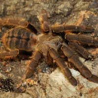 /img/18743-tarantula-sling-health.webp