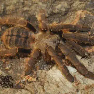 /img/18743-tarantula-sling-health.webp