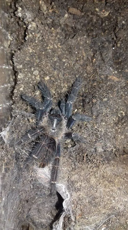 18743 tarantula sling humidity