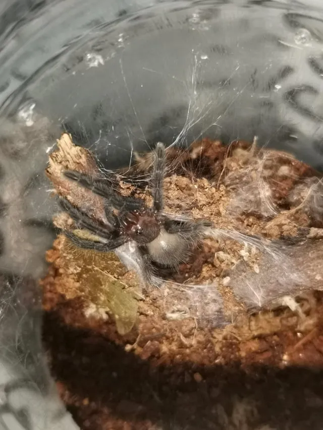 18743 tarantula sling molting